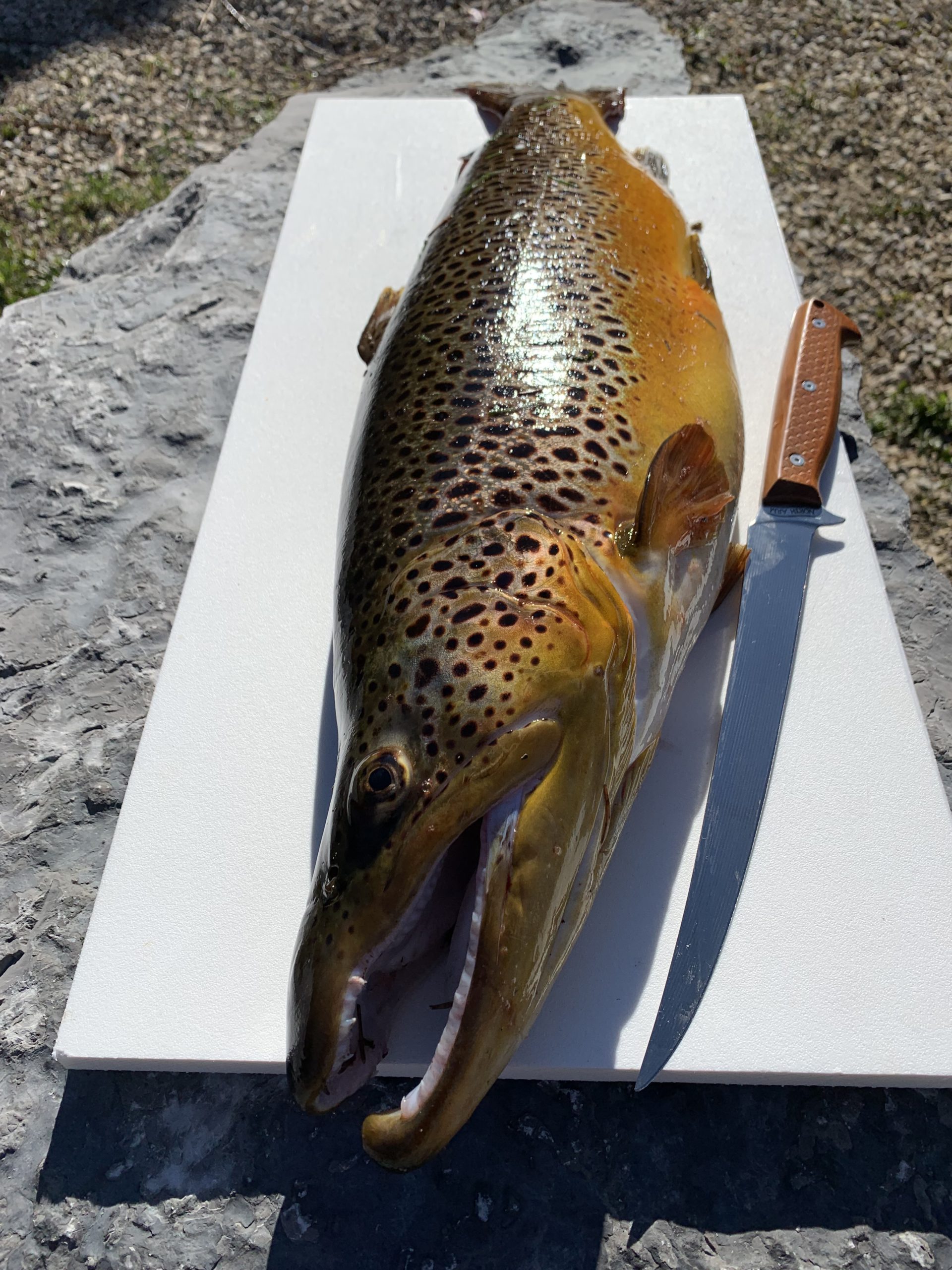 brown_trout_9_inch_fillet_knife