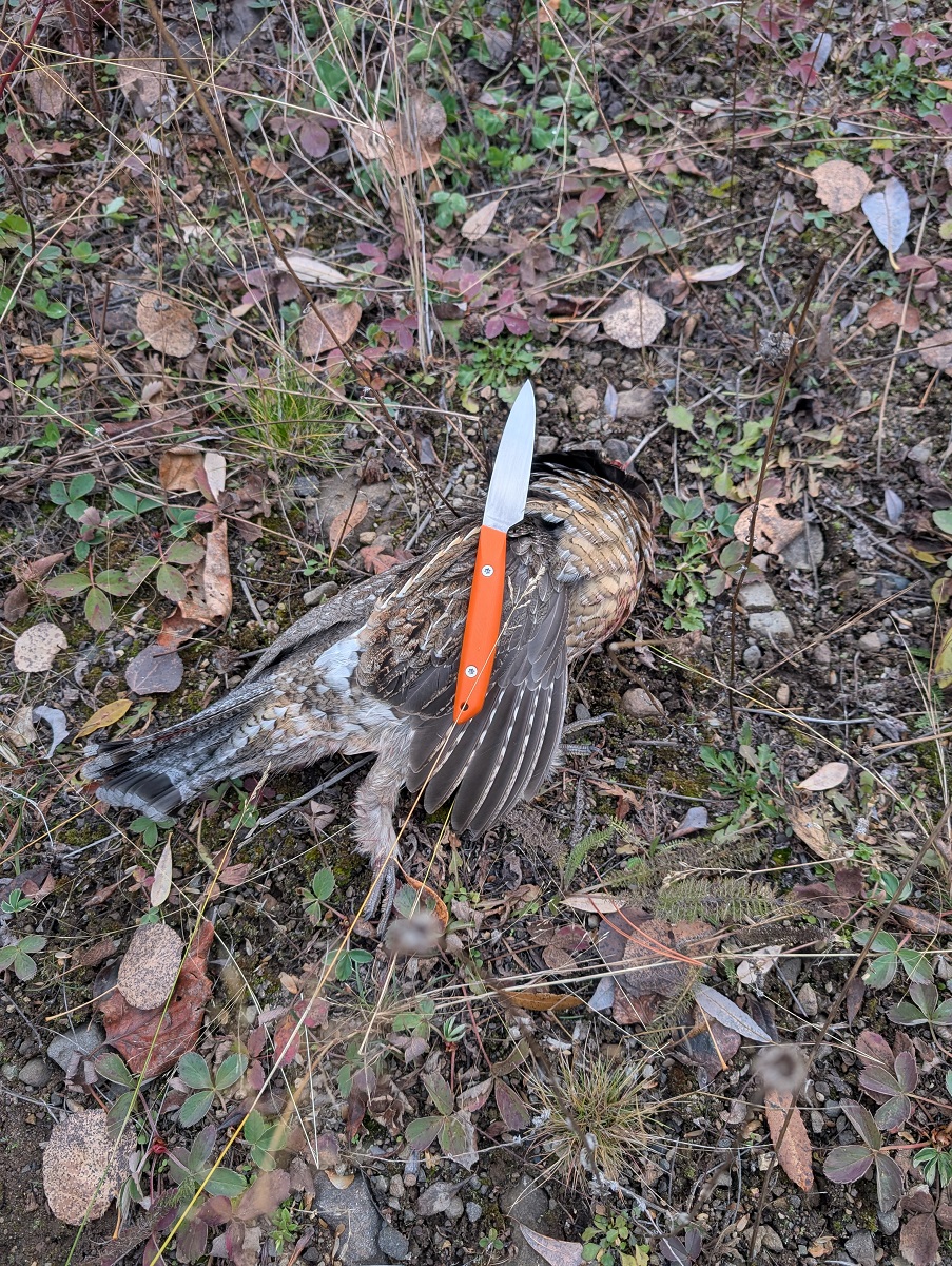 ruffed grouse with North Arm Knives "bird and trout knife"